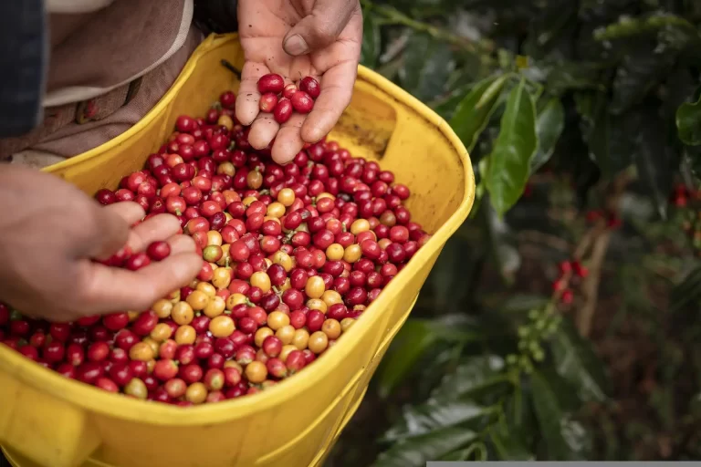 Cultivo de café colombiano