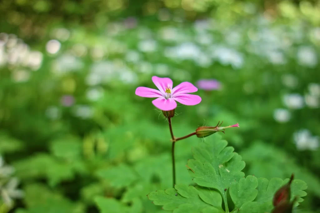 Flor de Jardín