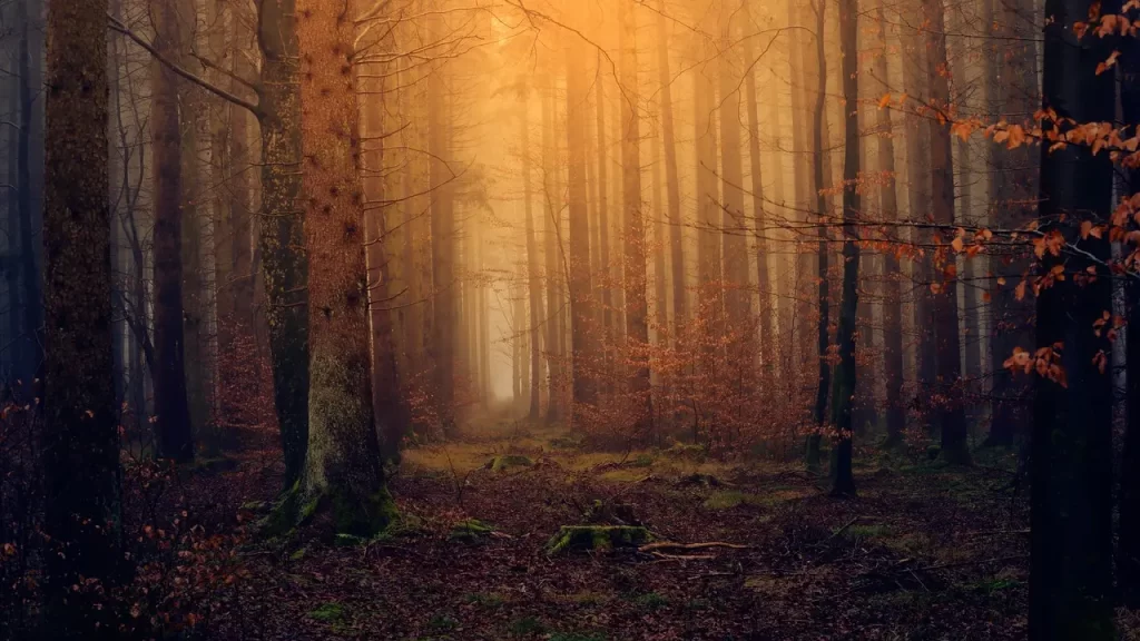 Foto de bosque al atardecer